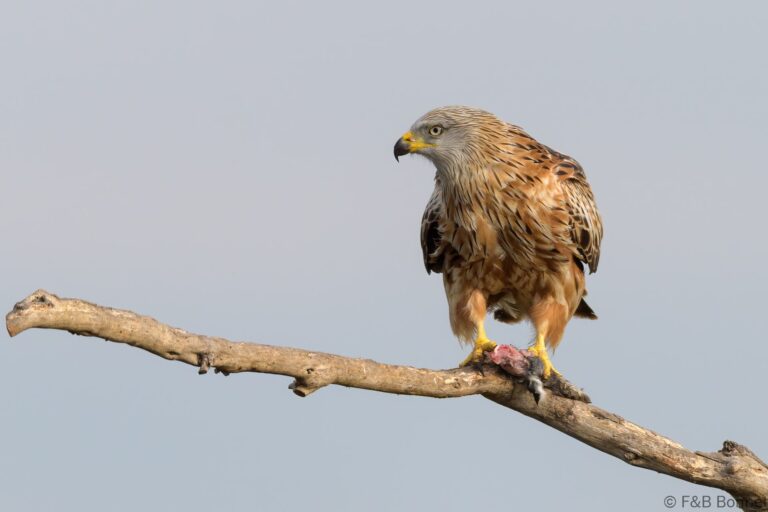 Red kite spain 8
