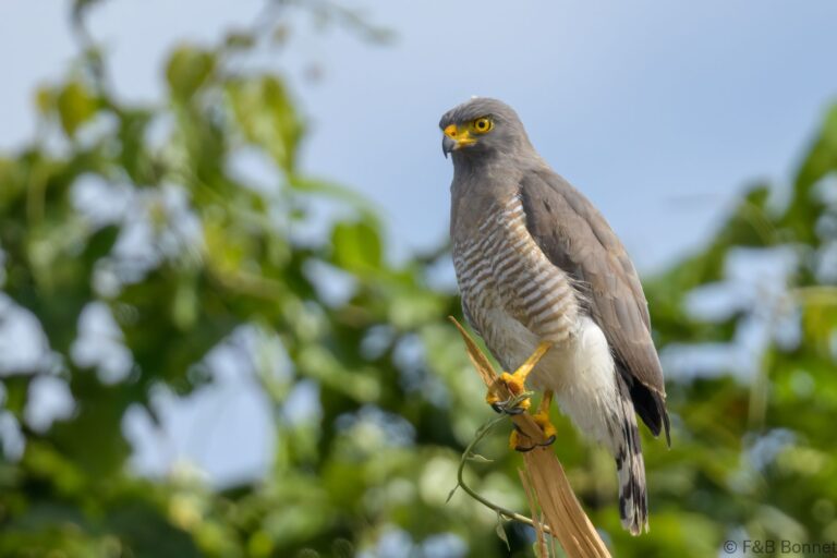 Roadside hawk ecuador 1