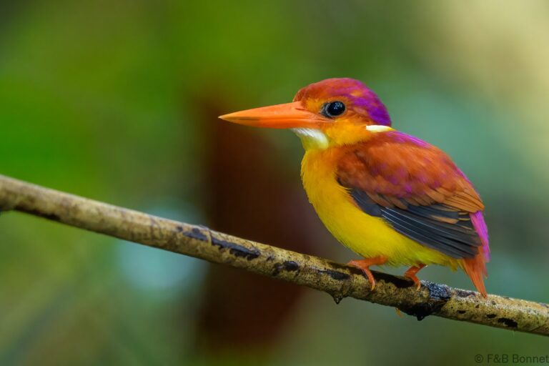 Rufous backed dwarf kingfisher indonesia 1