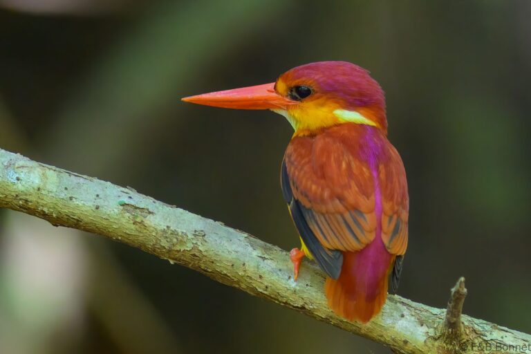 Rufous backed dwarf kingfisher indonesia 2