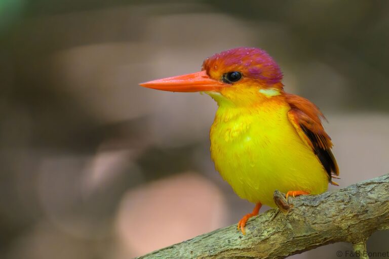 Rufous backed dwarf kingfisher indonesia 3