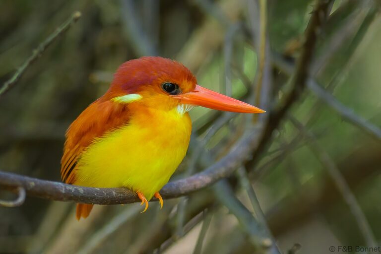 Rufous backed dwarf kingfisher indonesia 4