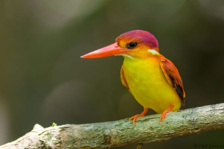 Rufous backed dwarf kingfisher indonesia 5