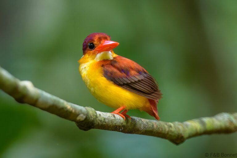 Rufous backed dwarf kingfisher thailand 1