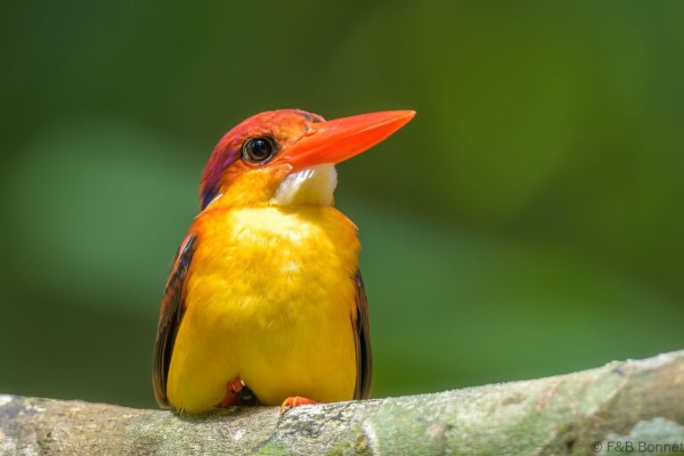 Rufous backed dwarf kingfisher thailand 2