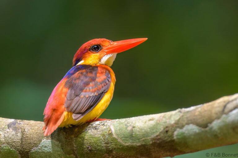 Rufous backed dwarf kingfisher thailand 3