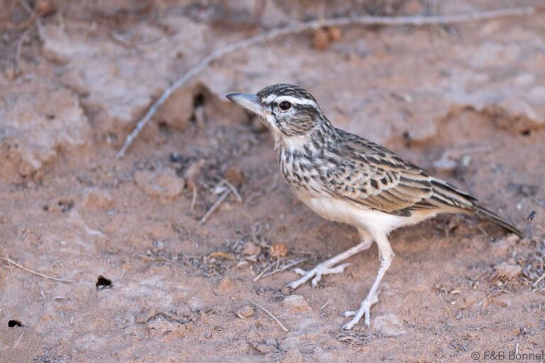 Sabota lark south africa 2
