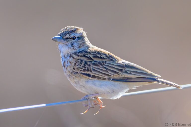 Sabota lark south africa 3