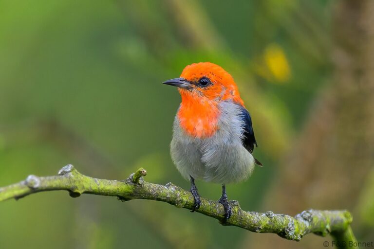 Scarlet headed flowerpecker indonesia 2