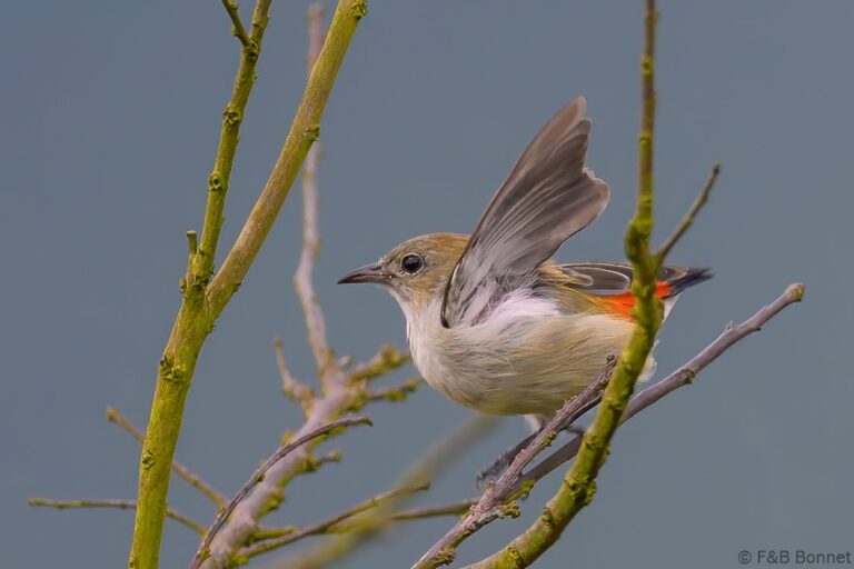 Scarlet headed flowerpecker indonesia 3