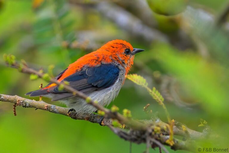 Scarlet headed flowerpecker indonesia 4