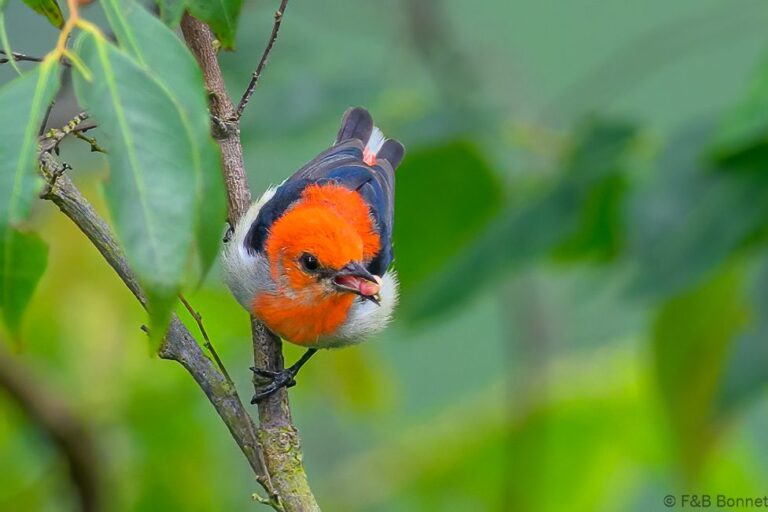 Scarlet headed flowerpecker indonesia 5