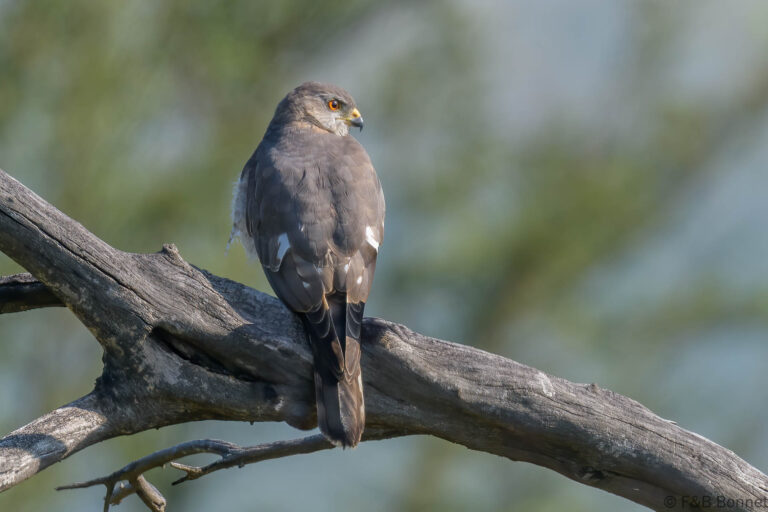 Shikra south africa 2