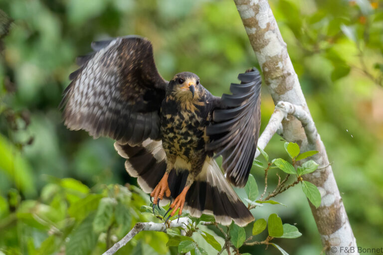 Snail kite ecuador 1