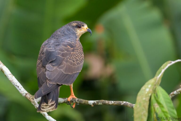 Snail kite ecuador 2