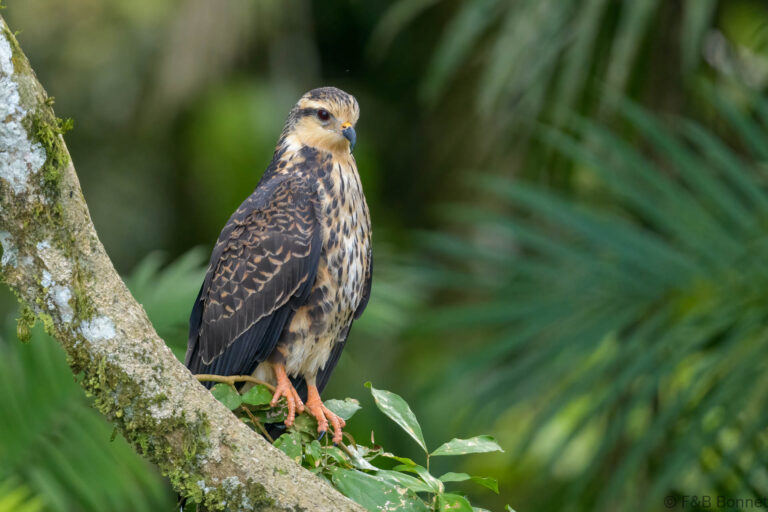Snail kite ecuador 3