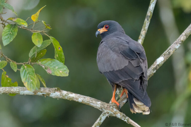 Snail kite ecuador 4