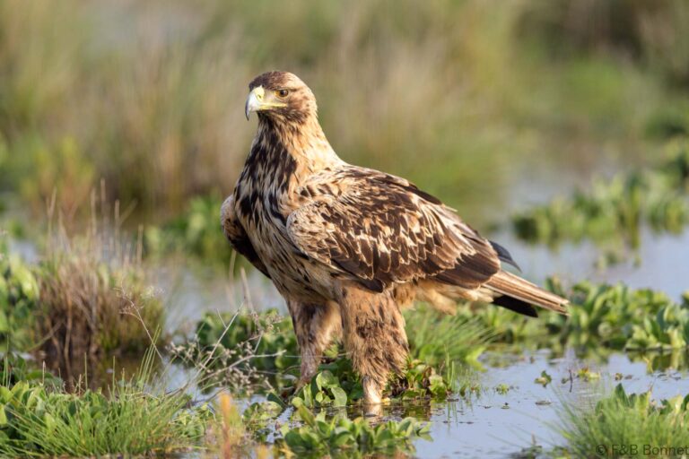 Spanish imperial eagle spain 1