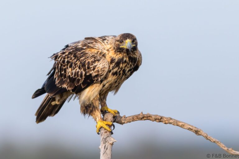 Spanish imperial eagle spain 2