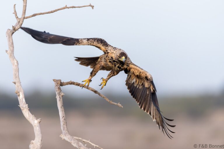 Spanish imperial eagle spain 3