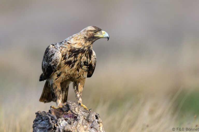Spanish imperial eagle spain 4