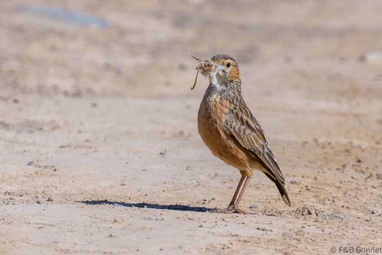 Spike heeled lark south africa 1
