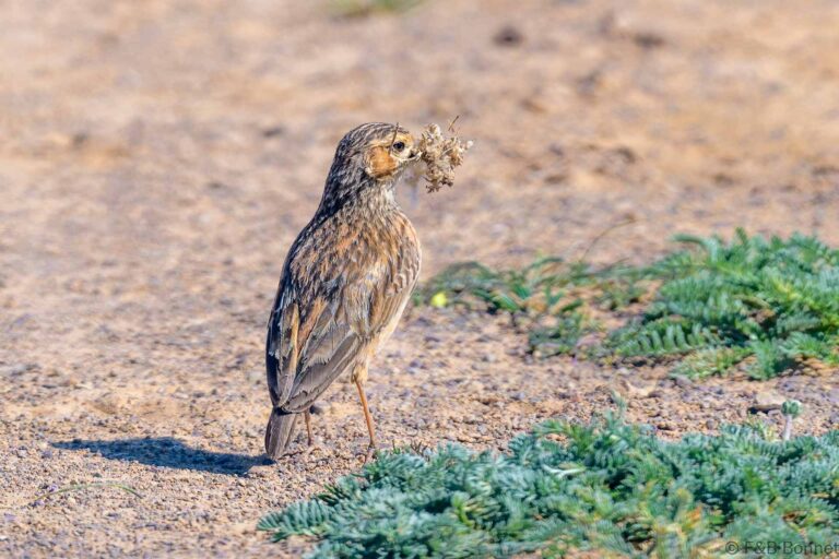 Spike heeled lark south africa 2
