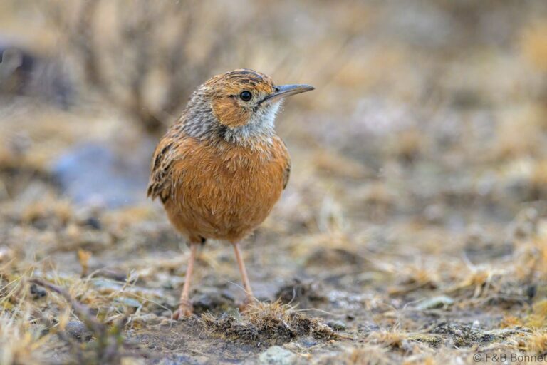 Spike heeled lark south africa 3