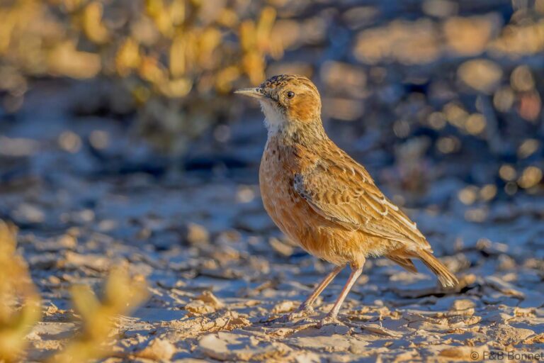 Spike heeled lark south africa 4