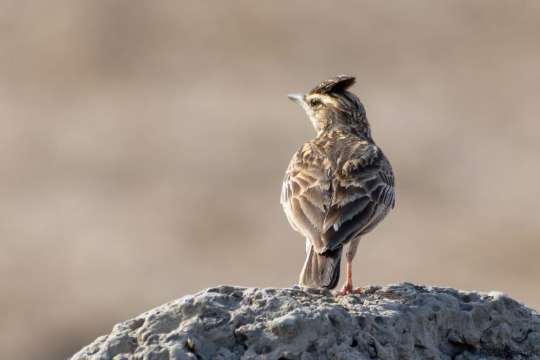 Sun lark senegal 1
