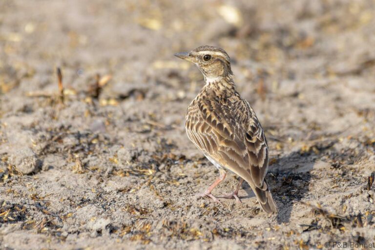 Sun lark senegal 2