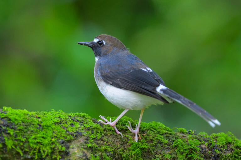 Sunda forktail indonesia 2