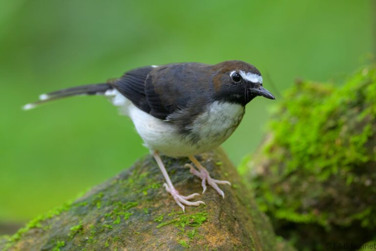 Sunda forktail indonesia 3