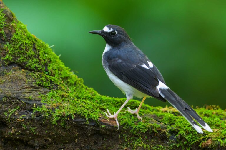 Sunda forktail indonesia 4