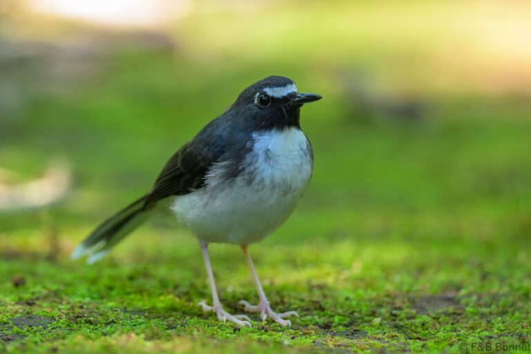 Sunda forktail indonesia 5