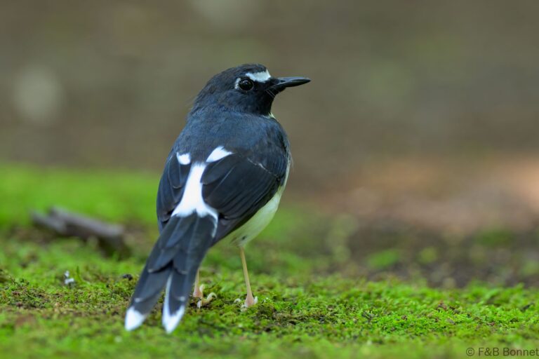 Sunda forktail indonesia 6
