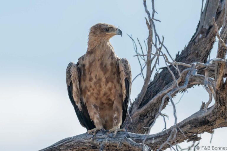 Tawny eagle south africa 2