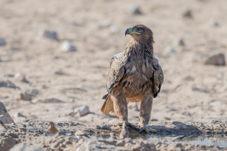 Tawny eagle south africa 3