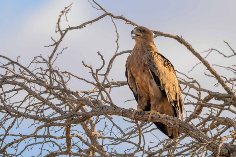 Tawny eagle south africa 4