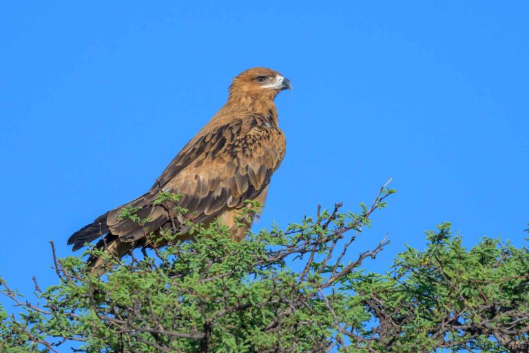 Tawny eagle south africa 5