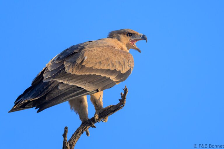 Tawny eagle south africa 6
