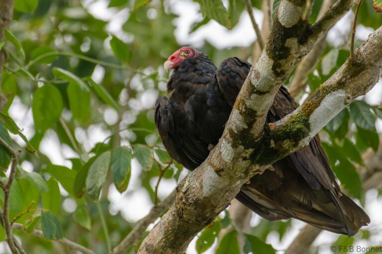 Turkey vulture costa rica 1