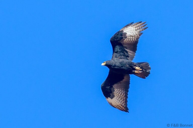 Verreaux's eagle south africa 1