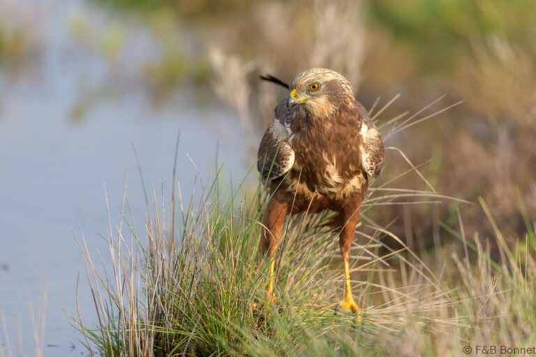 Western marsh harrier spain 2