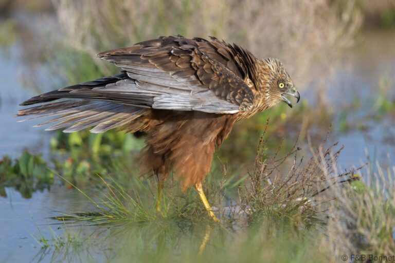 Western marsh harrier spain 3