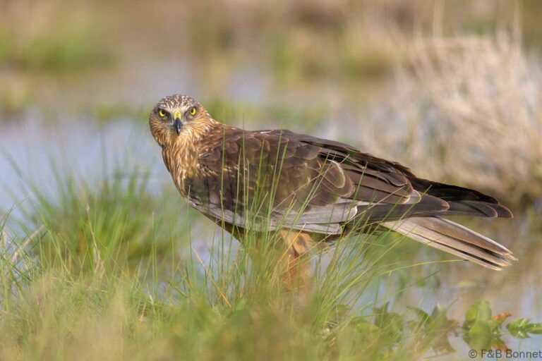 Western marsh harrier spain 4