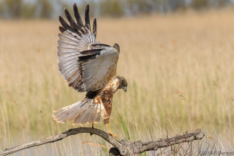 Western marsh harrier spain 5