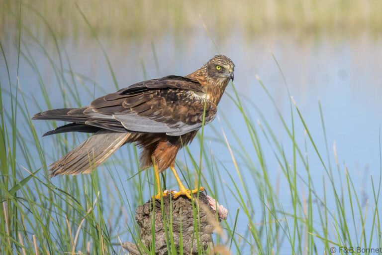 Western marsh harrier spain 6