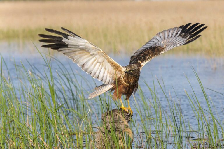 Western marsh harrier spain 7