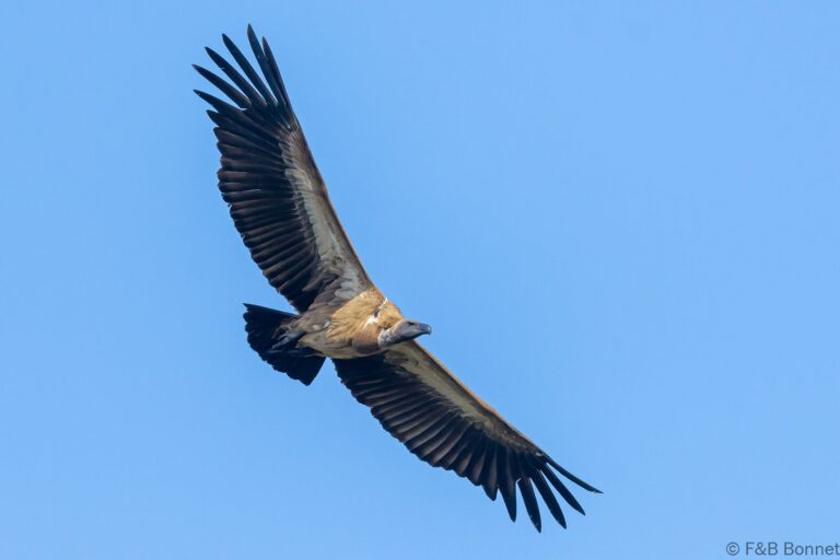 White backed vulture senegal 1